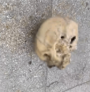 Balık Yerine Oltaya İnsan Kafatası Takıldı