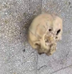 Balık Yerine Oltaya İnsan Kafatası Takıldı