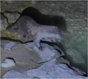 Halfeti’nin Gizli Misafiri Kameralara Böyle Yansıdı!