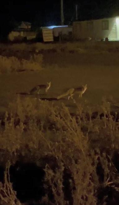 Havalar Soğudu Tilkiler Köye İndi