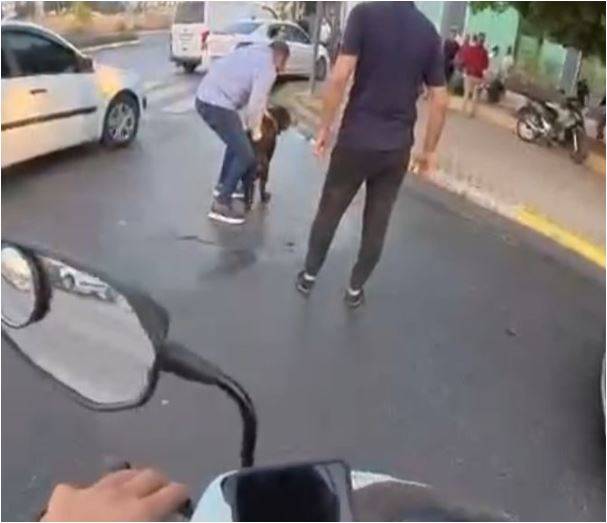 Köpek Dehşeti Sosyal Medyayı Salladı!