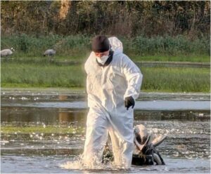 Kuş Gribi Salgını Yayıldı