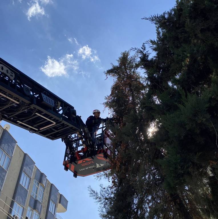 Şanlıurfa’da Ağaçtan Gelen Sesin Sırrı Çözüldü!