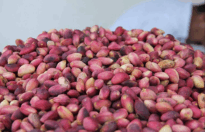 Şanlıurfa’da Fıstık Fiyatları Rekor Seviyeye Ulaştı