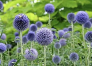 Şanlıurfa'da Kuraklığa Meydan Okuyan Bitki