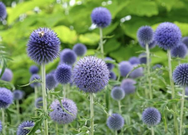 Şanlıurfa'da Kuraklığa Meydan Okuyan Bitki