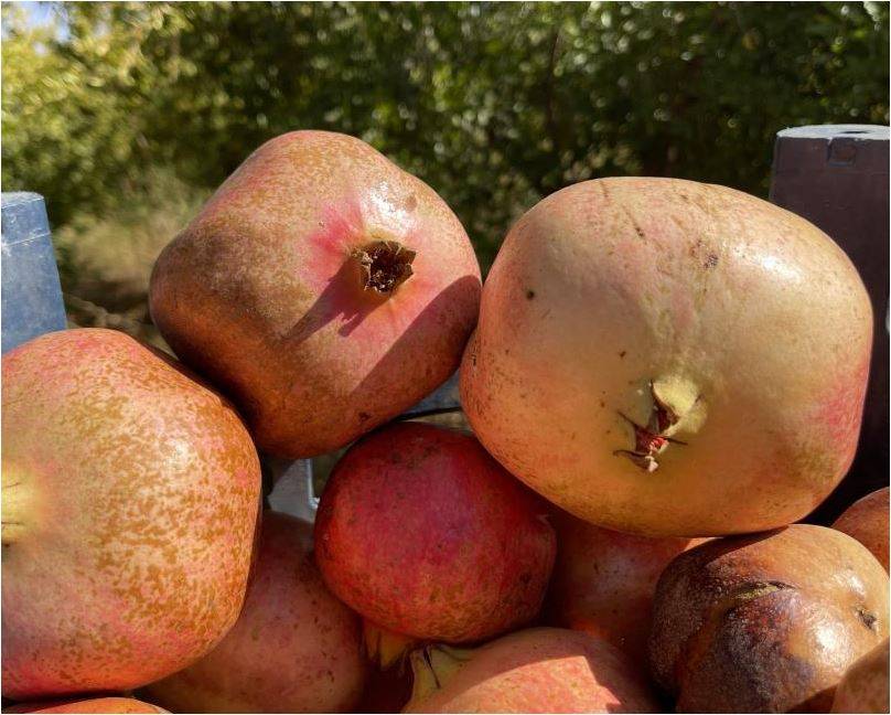 Suruç Narında Bereketli Sezon Kapıda