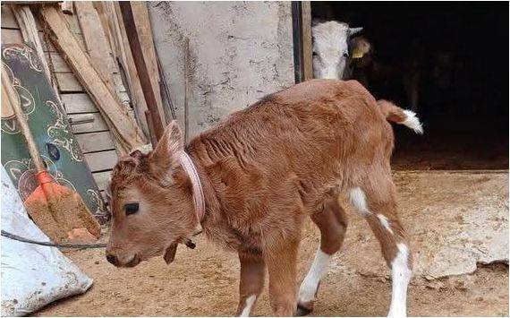 Harran Üniversitesi’nden Dünya Çapında Bir İlk!