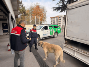 Jandarma Köpek Dövüşüne Baskın Yaptı: 12 Kişi Yakalandı