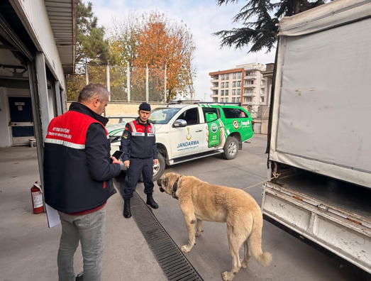Jandarma Köpek Dövüşüne Baskın Yaptı: 12 Kişi Yakalandı