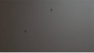 Şanlıurfa’da Silahlı Kavga: 1 Ölü, 8 Şüpheli Gözaltında