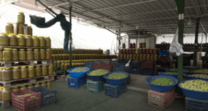 Sofraların Yıldızı Zeytin, Şanlıurfa'da Yeniden Tezgâhlarda