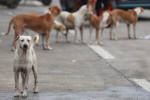 Bağdat’ta 19 Binden Fazla Başıboş Köpek İtlaf Edildi