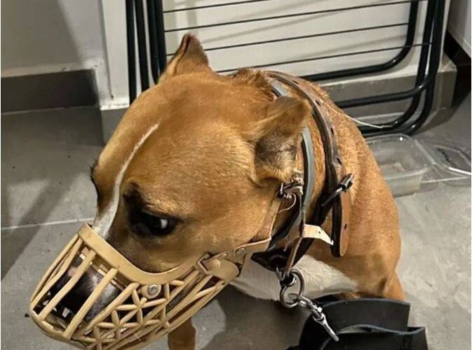 Operasyon Sırasında Tüyleri Ürperten Görüntüler!