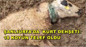 Şanlıurfa'da Kurt Dehşeti: 18 Koyun Telef Oldu