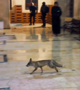 Şanlıurfa’da Tilki Balıklıgöl’e İndi