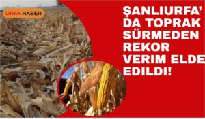 Şanlıurfa’da Toprak Sürmeden Rekor Verim Elde Edildi!