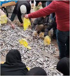 Şanlıurfa’da Yola Saçılan Balıklar Vatandaşa Gitti