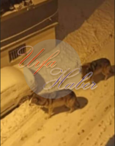 Yabani Kurtlar Urfa Şehir Merkezine İndi!