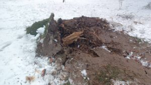 Karın Ağırlığına Dayanamayan Ağaçlar Devrildi