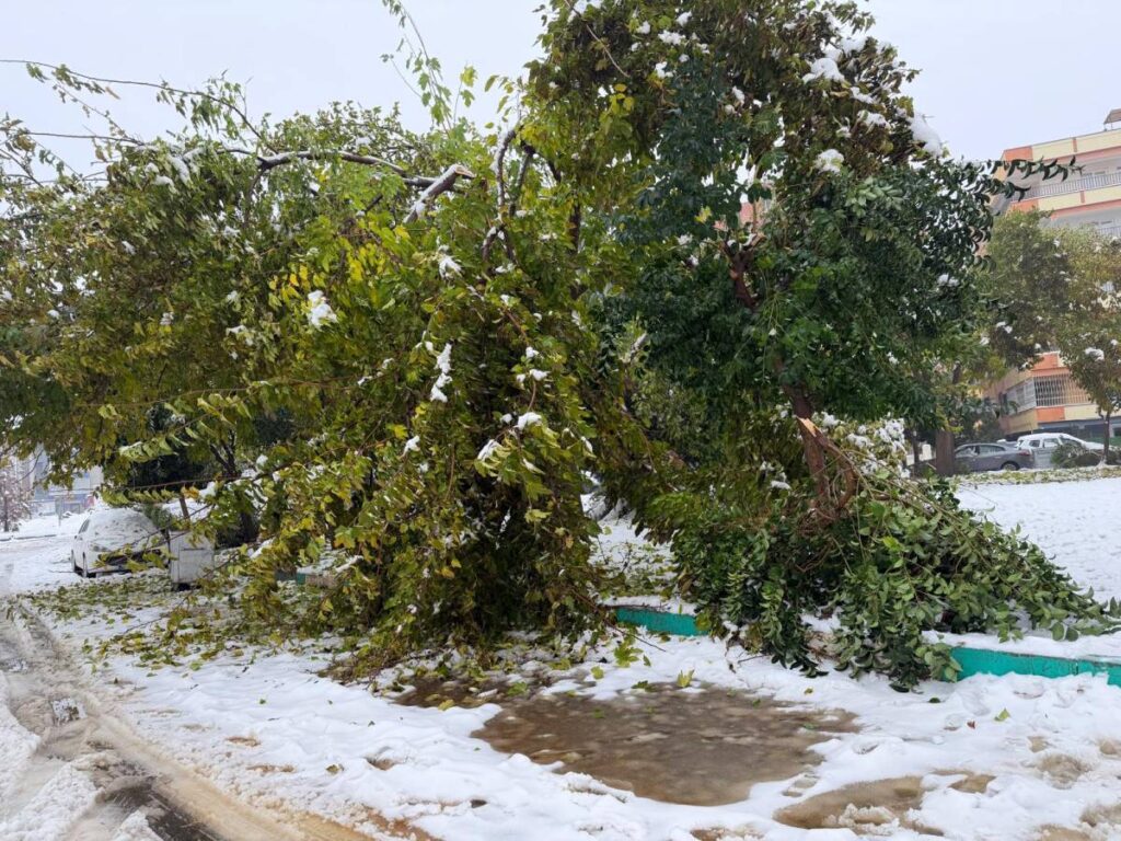Karın Yükü Şanlıurfa'ya Ağır Geldi: Ağaçlar Bir Bir Devrildi