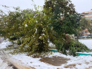 Karın Yükü Şanlıurfa'ya Ağır Geldi: Ağaçlar Bir Bir Devrildi