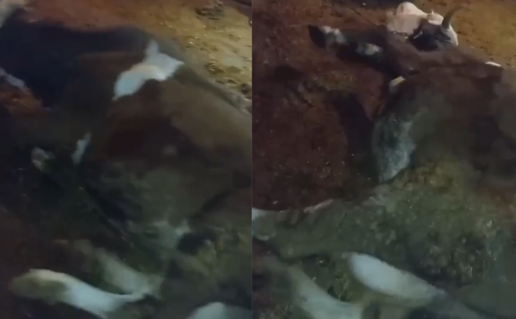 Urfa’da akıma kapılan inekler telef oldu!