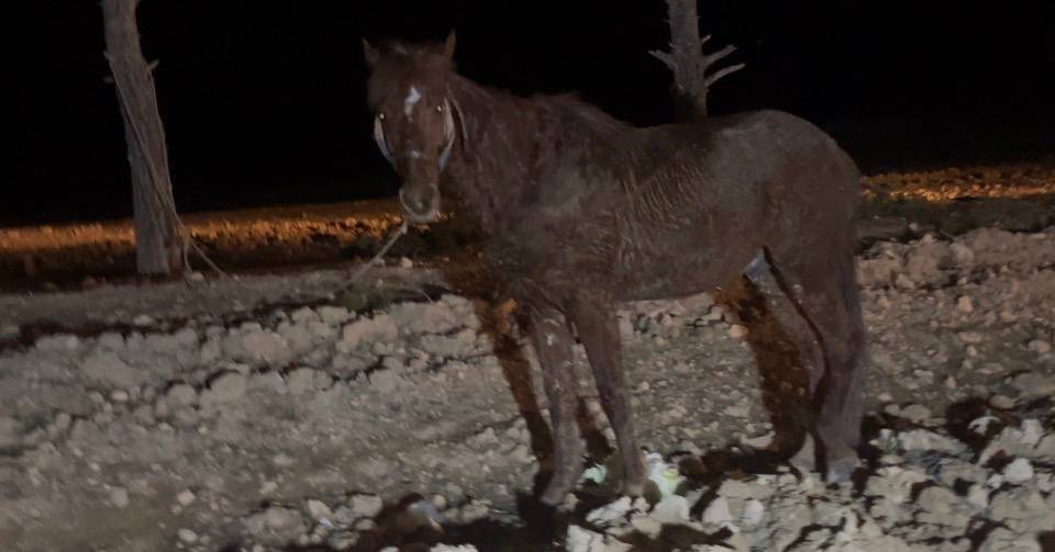 Urfa'da otomobil ile at arabası çarpıştı: Yaralılar var