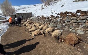 Ahırda yangın: Onlarca küçükbaş hayvan telef oldu!