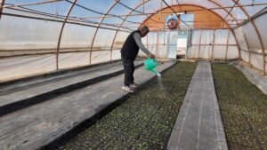 Büyükşehir 400 bin yazlık çiçek üretiyor!