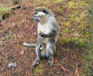 Mantar aramak için çıktı: Bakın ne buldu?