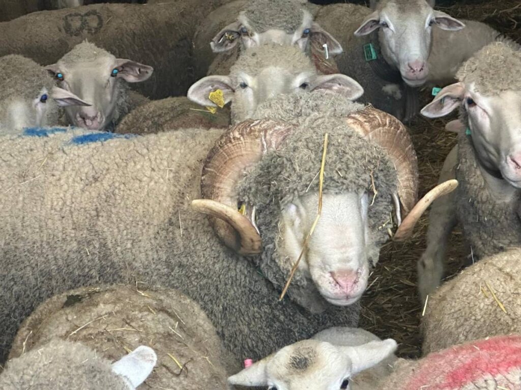 Milyonluk koçun kuzuları için sıraya girdiler!