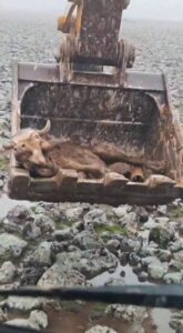 Şanlıurfa'da çamura saplanan inek kepçe yardımıyla kurtarıldı!