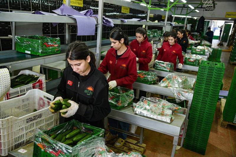 Savaş sonrası Türkiye'den Rusya'ya sebze ihracatı arttı!