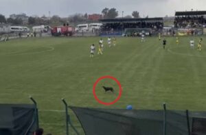 Yeşil sahada davetsiz misafir!