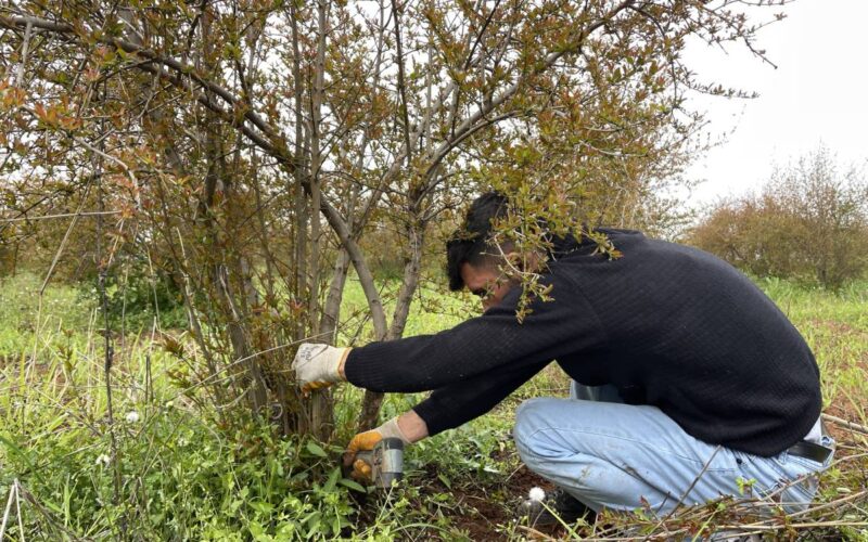 AB tescilli Suruç narında budama zamanı!