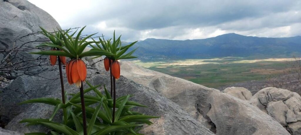 Çiçek değil adeta servet: Koparmanın bedeli 700 bin TL!