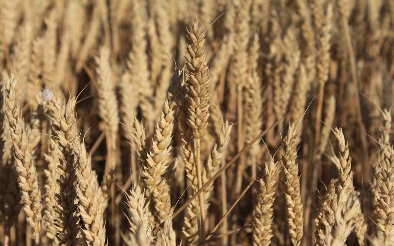 Dünya tahıl üretiminde tarihi rekor!