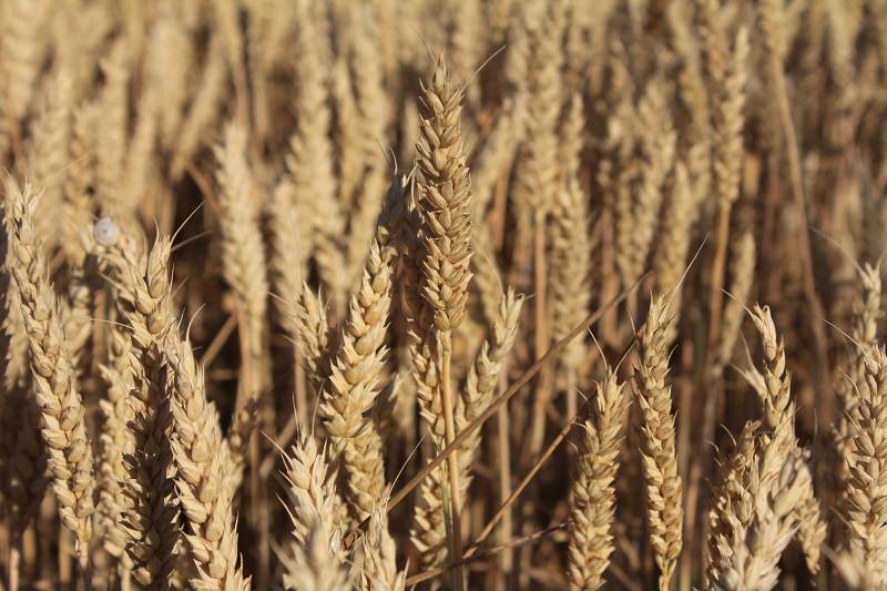 Dünya tahıl üretiminde tarihi rekor!