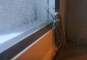 Gören bir daha baktı, boyutu şaşkınlık oluşturdu!