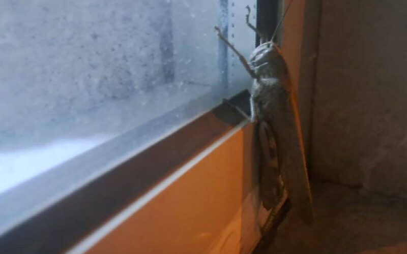 Gören bir daha baktı, boyutu şaşkınlık oluşturdu!