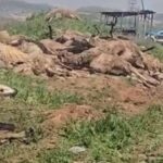 Koyun yüklü tır devrildi: Onlarca koyun telef oldu!