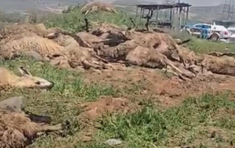 Koyun yüklü tır devrildi: Onlarca koyun telef oldu!