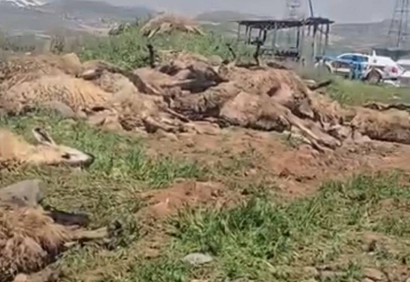 Koyun yüklü tır devrildi: Onlarca koyun telef oldu!