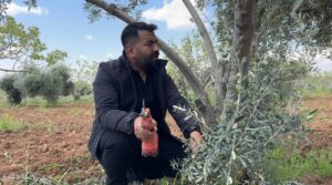 Şanlıurfa'da zeytin üreticilerine kritik uyarı!