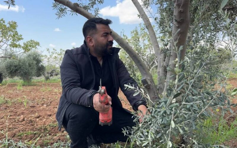 Şanlıurfa'da zeytin üreticilerine kritik uyarı!