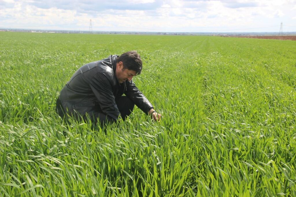 'Tarım kenti' Şanlıurfa yağışa doydu!