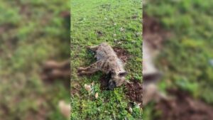 Urfa'da köpeklerin saldırdığı sırtlan telef oldu!